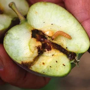 Insecticidas y acaricidas